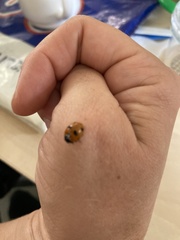 Coccinella septempunctata