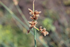 Schoenoplectus tabernaemontani