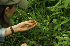 Polygala senega latifolia