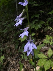 Lobelia