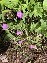 Geranium molle