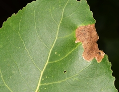 Stigmella salicis