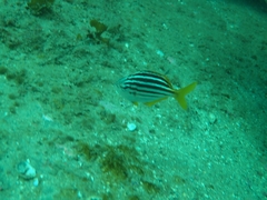 Atypichthys strigatus