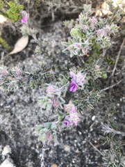 Indigofera glomerata
