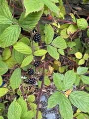 Rubus polonicus