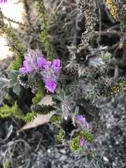 Indigofera glomerata