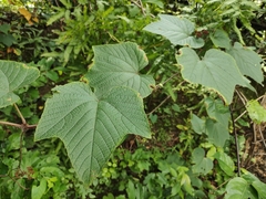 Vitaceae