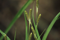Carex shortiana