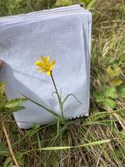 Tragopogon pratensis