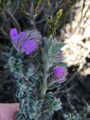 Indigofera glomerata