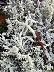 Cladonia boryi