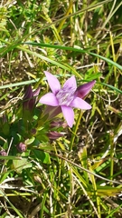 Gentianella