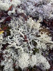Cladonia boryi