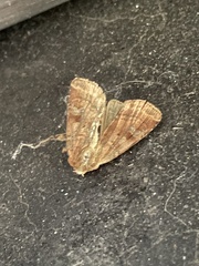 Diarsia rubi
