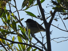 Microspingus melanoleucus