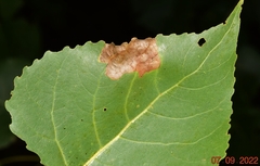 Stigmella salicis