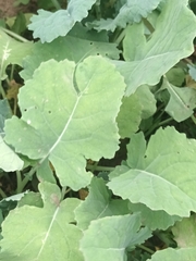 Brassica napus