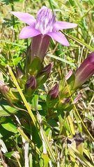 Gentianella