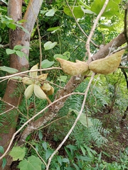 Sterculia setigera