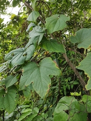 Vitaceae