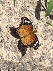 Argynnis hyperbius