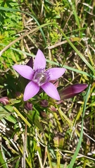 Gentianella