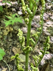 Sceptridium biternatum