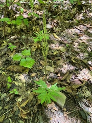 Sceptridium biternatum