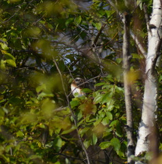 Fringilla montifringilla