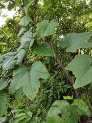 Vitaceae