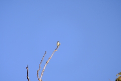 Pogoniulus chrysoconus