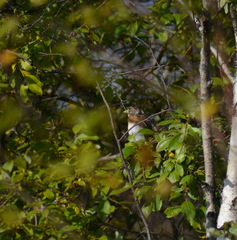 Fringilla montifringilla