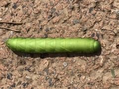 Clanis bilineata