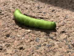 Clanis bilineata