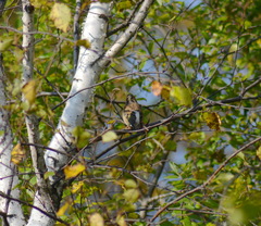 Fringilla montifringilla