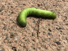 Clanis bilineata