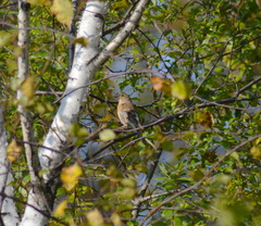 Fringilla montifringilla