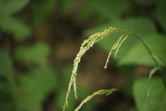 Sphenopholis intermedia