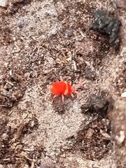 Trombidioidea