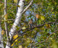 Fringilla montifringilla