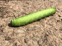 Clanis bilineata