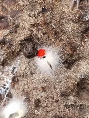 Trombidioidea