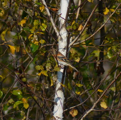Fringilla montifringilla