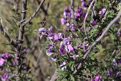 Glycine rubiginosa