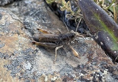 Gomphocerus sibiricus