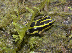 Ranitomeya variabilis
