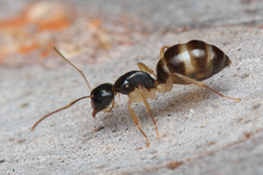 Camponotus lownei