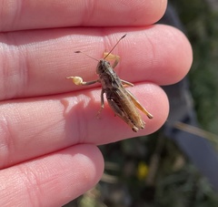 Gomphocerus sibiricus