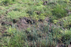 Schoenoplectus tabernaemontani