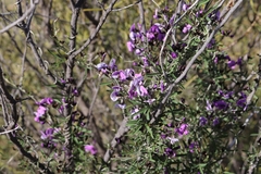 Glycine rubiginosa